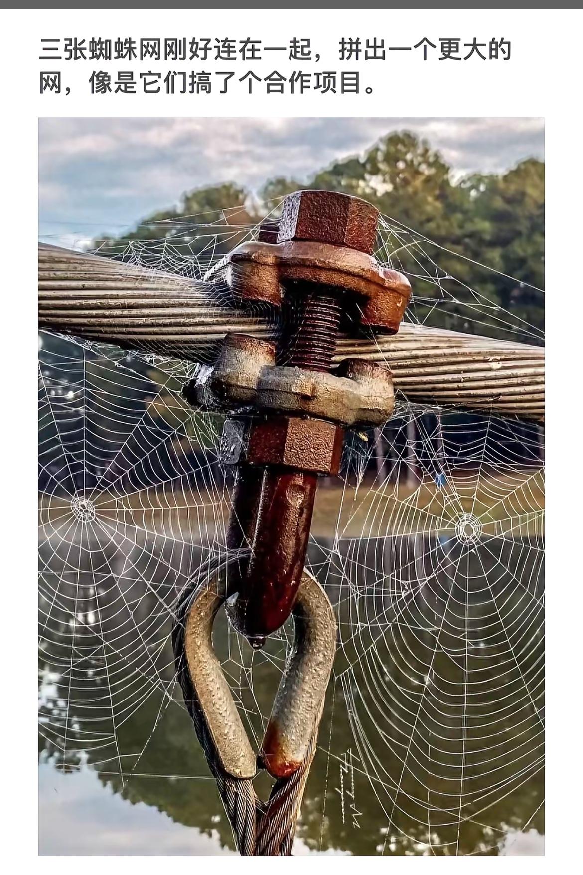 “三张蛛网连成网，合作项目显神功”🕷️🕸️💪