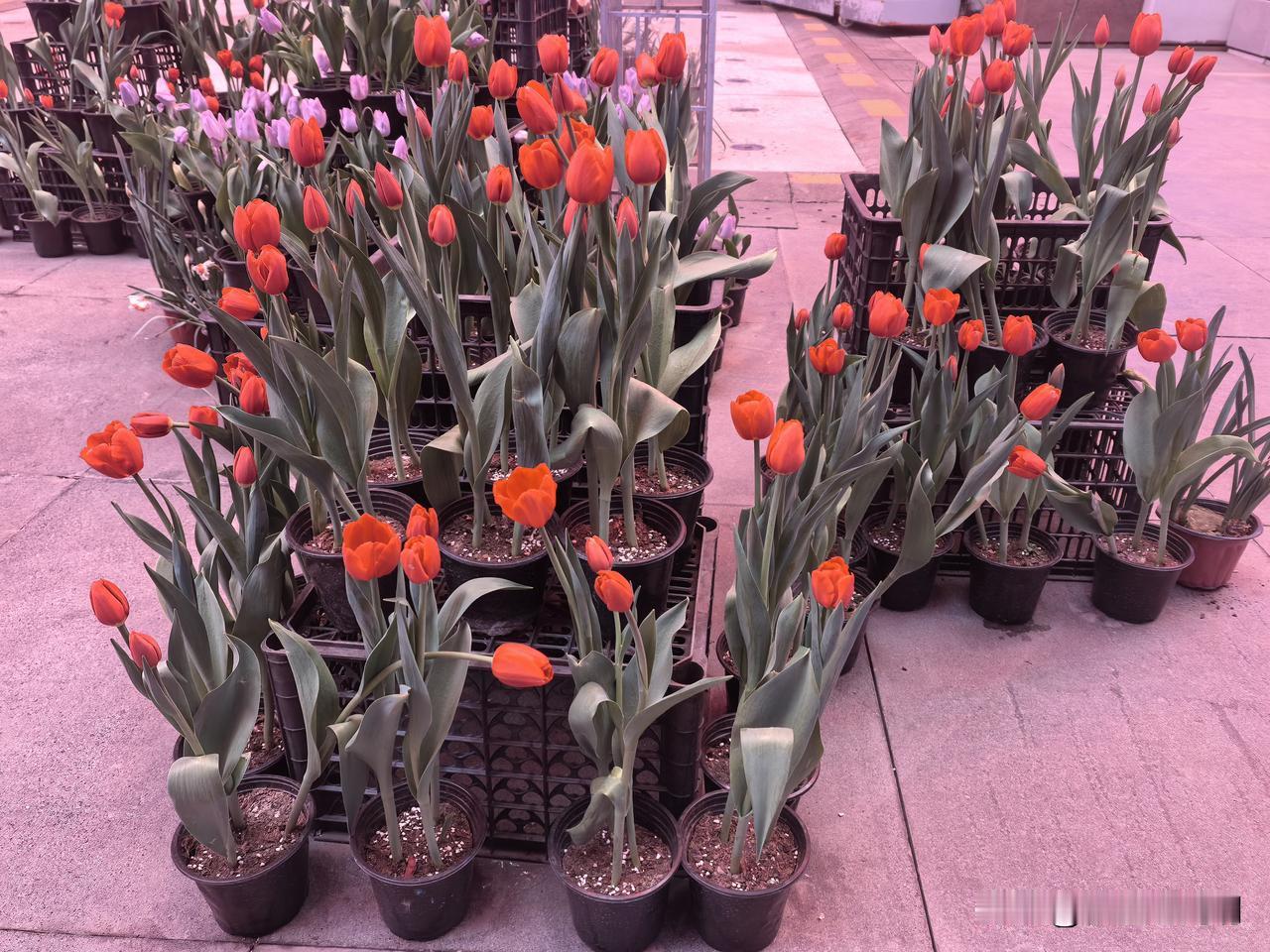 这是什么精神
与家人说起他认识的一个朋友老W，50来岁，体制内工作，喜欢吃，也喜