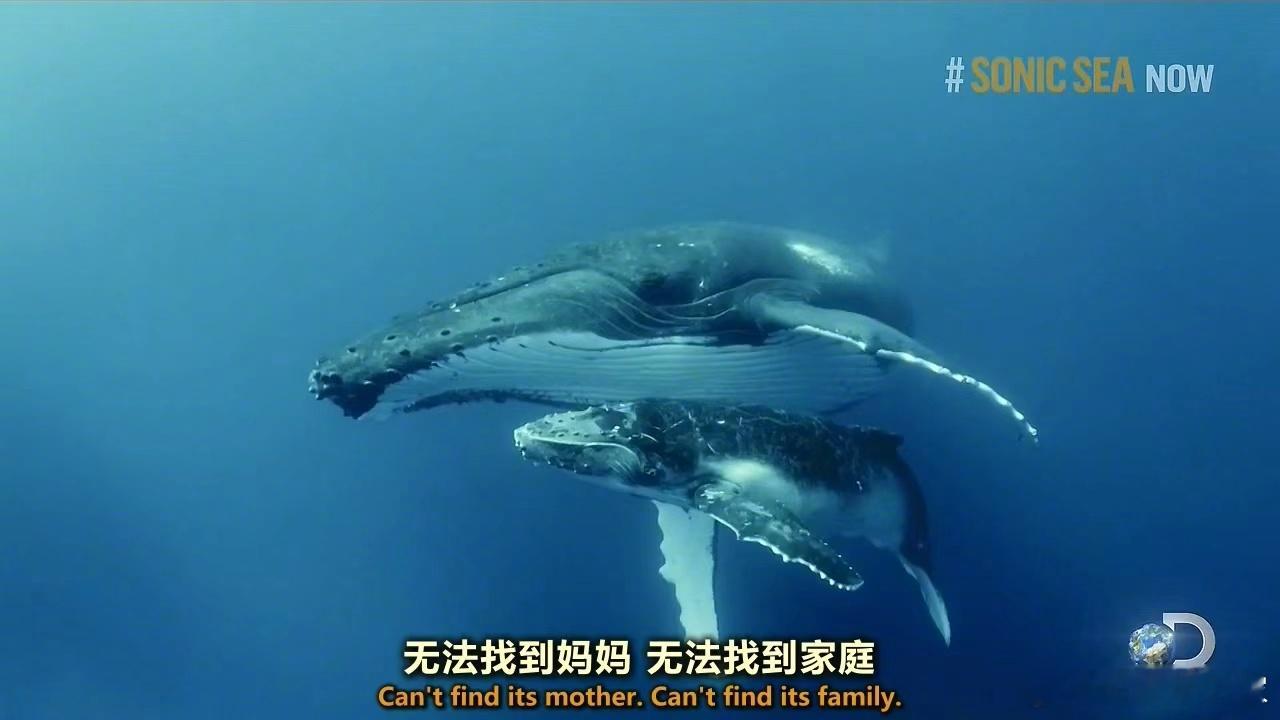 字幕组有关鲸的译制作品汇总 欢迎领取👇海中巨兽 全3集鲸之智慧自然世界 与虎鲸