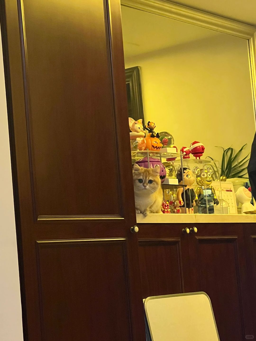 偷窥喵😶‍🌫️