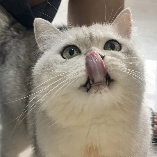 大馋猫诶🐱