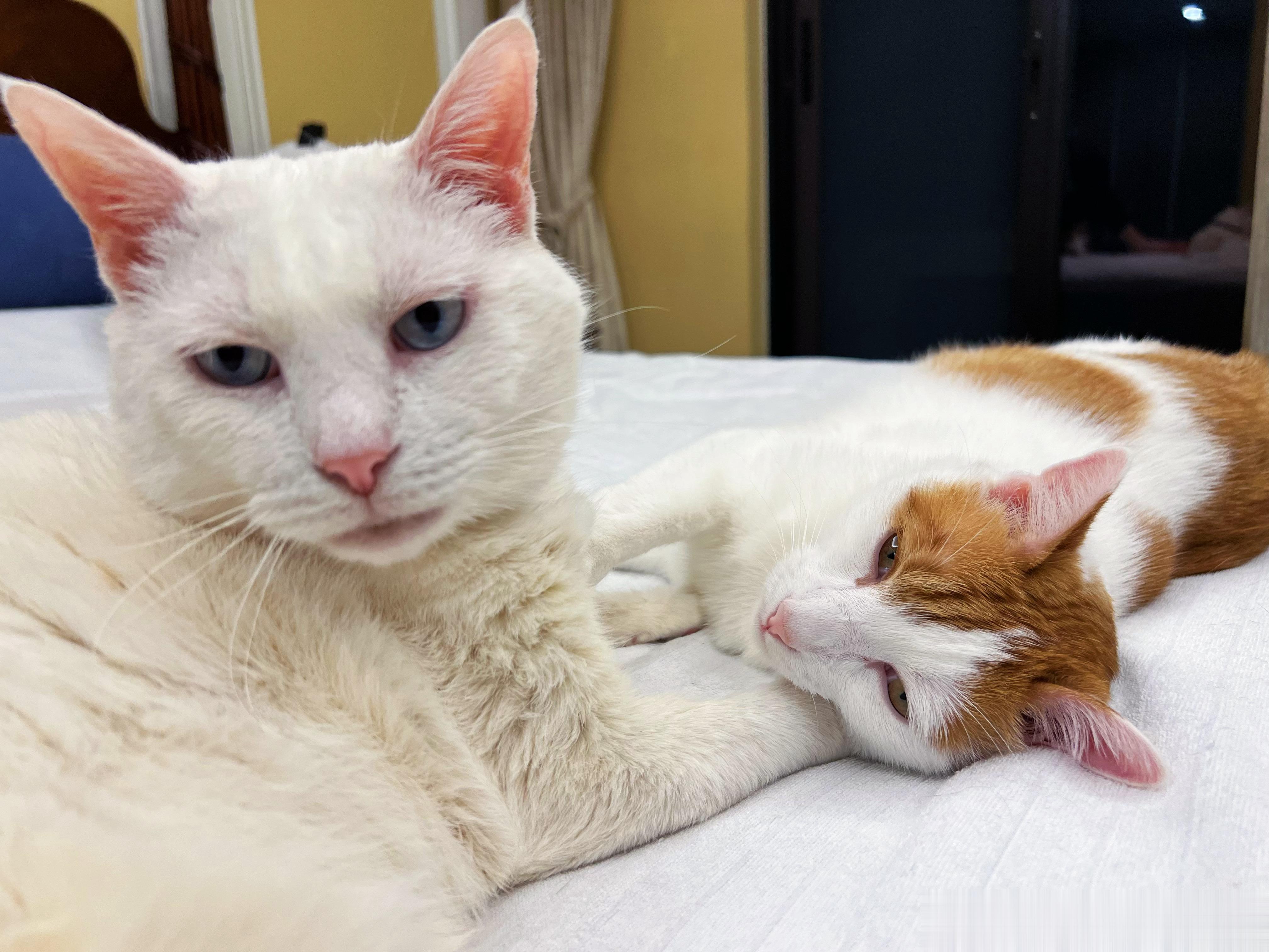 早早早！猴猴的腮呢应该是没保住，他即将回到更重要的工作岗位上，为我单位推出的暑期
