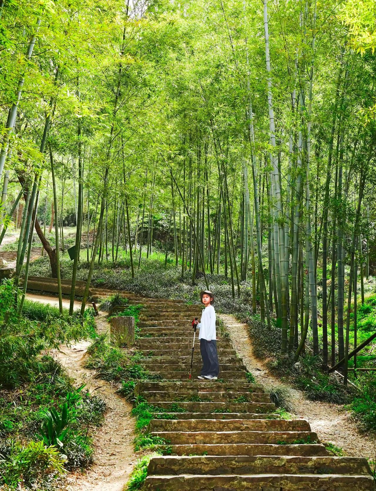 南京紫金山竹海线，春日野趣徒步路线。在紫金山众多徒步路线中，真的超爱这条隐秘的竹