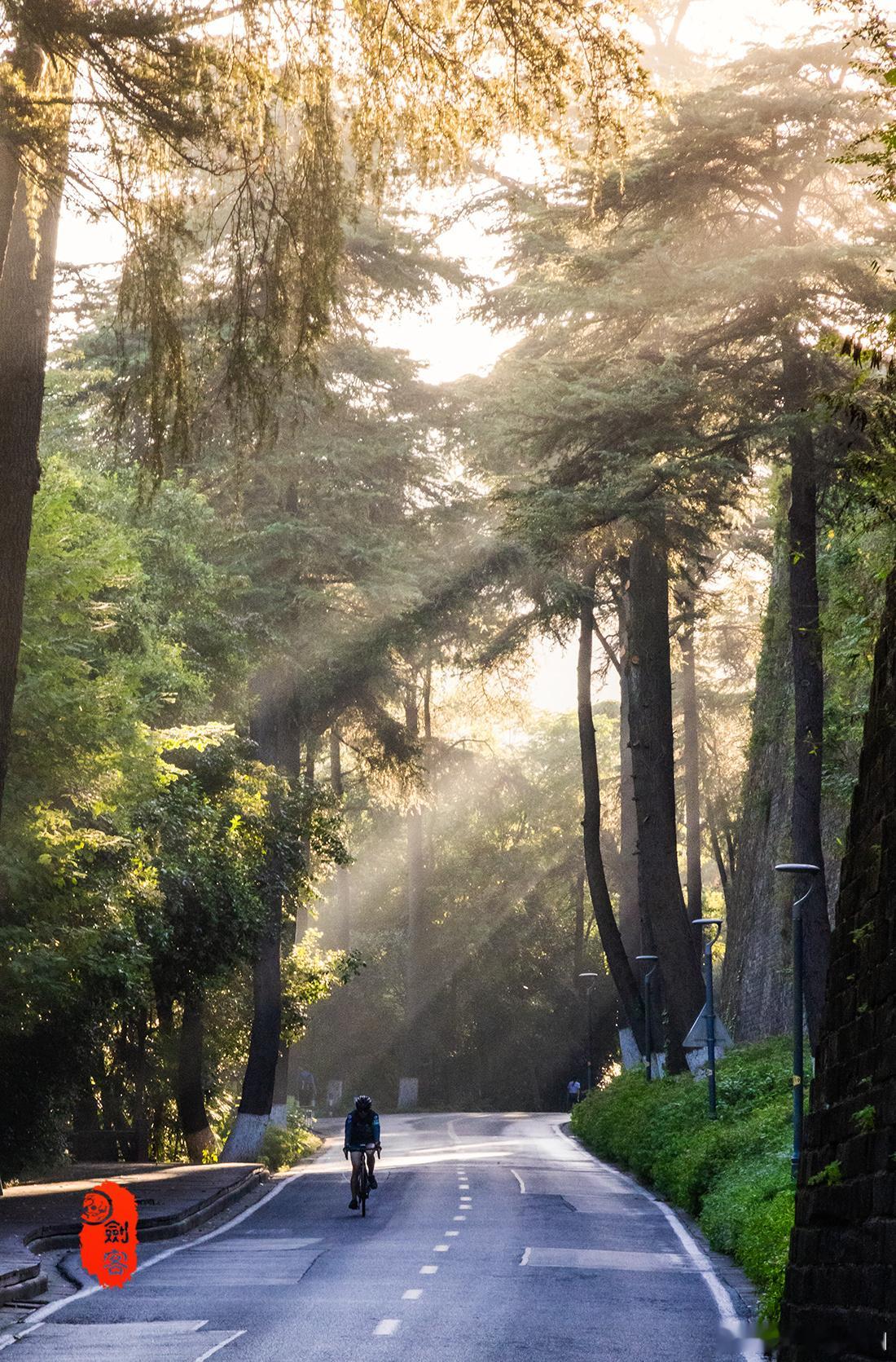 极美南京，早安南京！晨光里的林荫大道  （钟山名胜风景区-陵园路-梧桐大道）  
