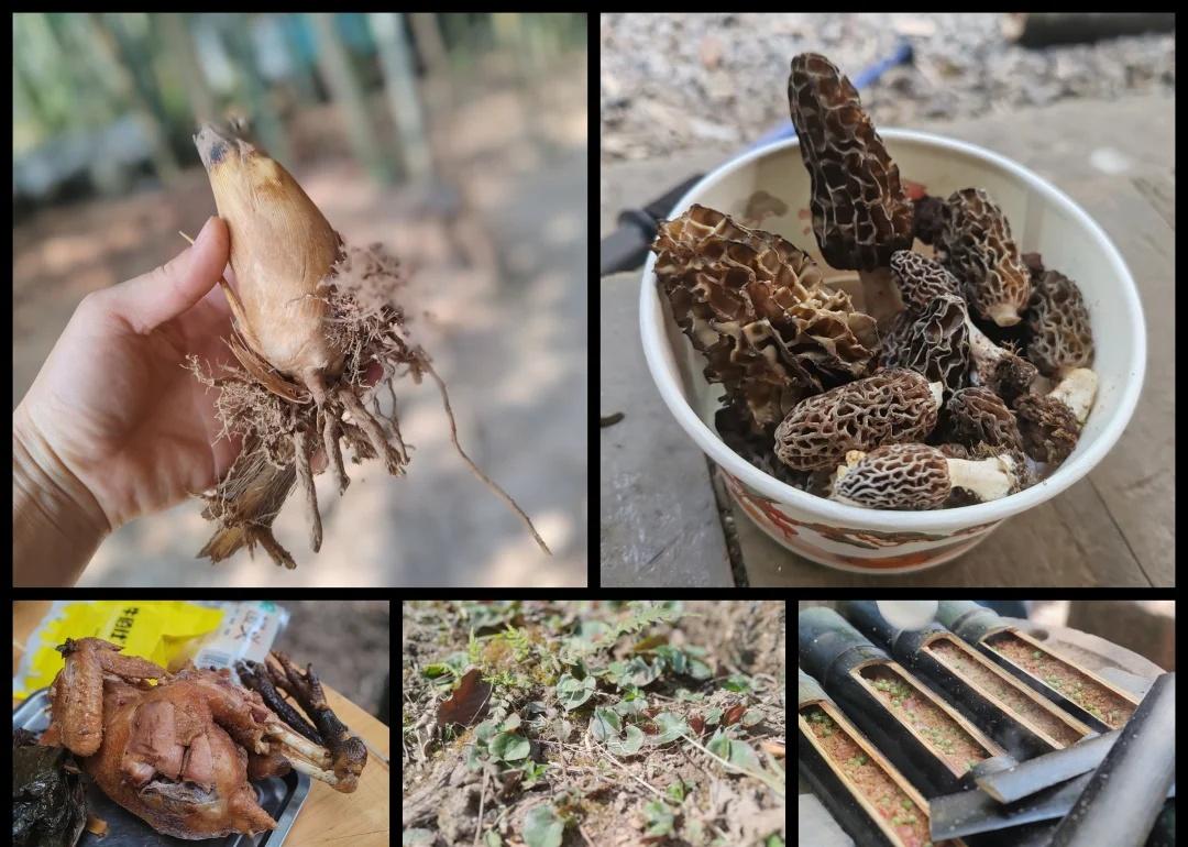 大邑挖折耳根，竹笋，捡羊肚菌，
最近玩法参考这个，人少！好玩！
距离成都85公里