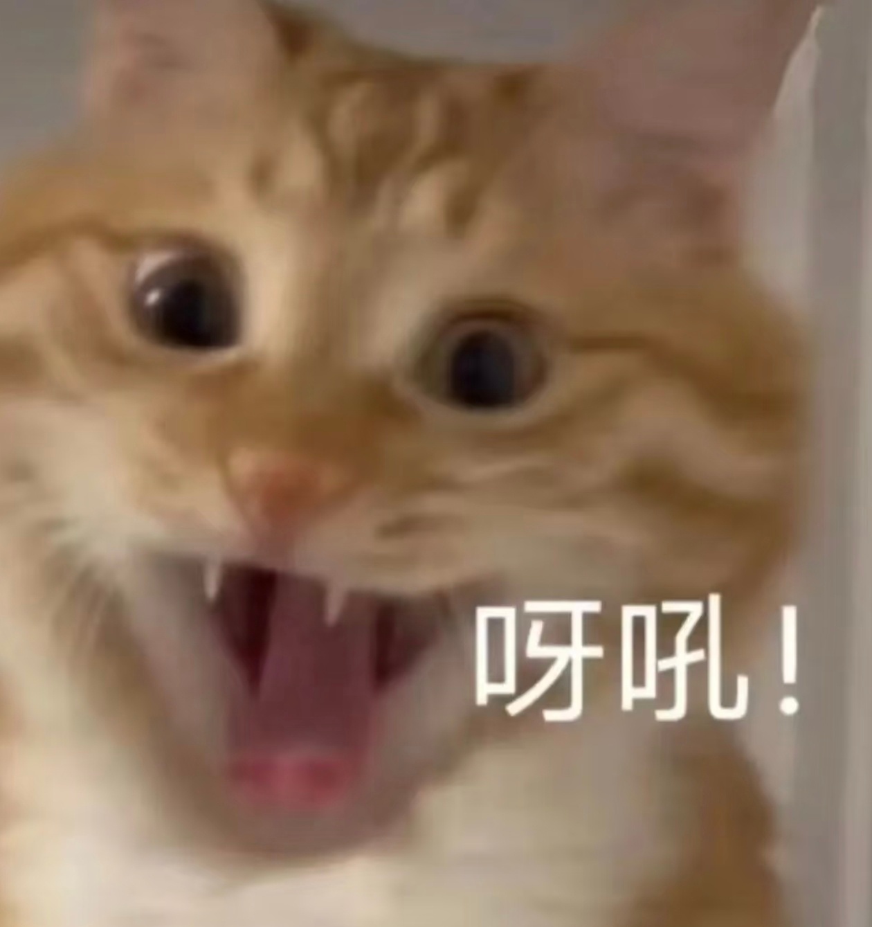 好可爱的道歉方式 多少人是被骗进来的 ​​​