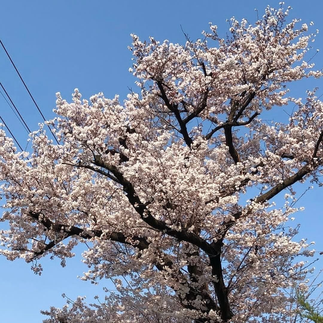 谁能预知爱的花期 