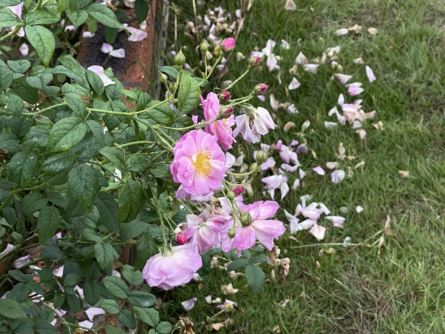 极端气候下木村的顶级表现