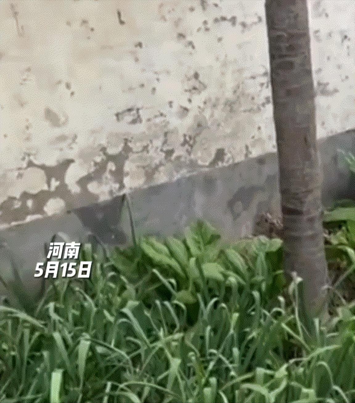 “太过分了！”河南一男子遇上糟心邻里事，邻居随意开垦菜地，一步步往他家门口侵占蔓