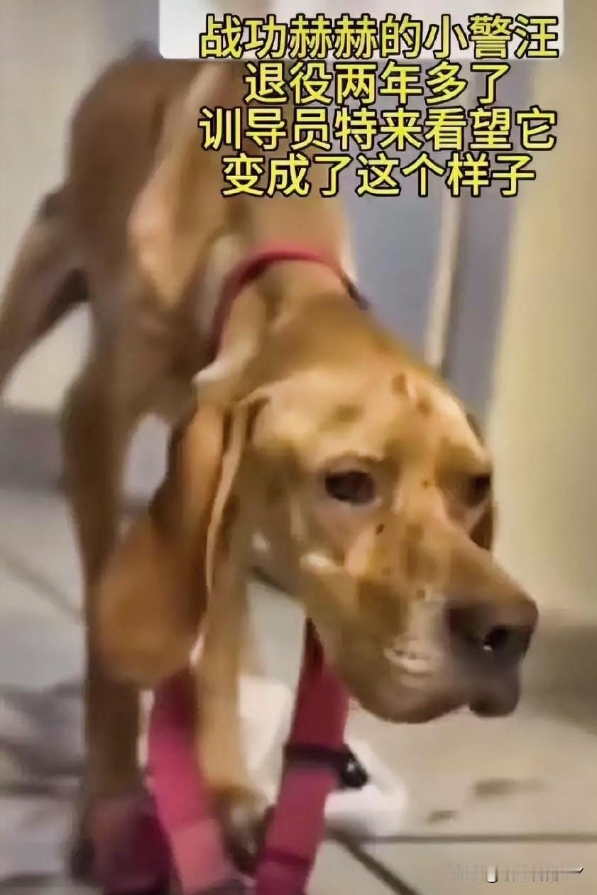 谁看了能不心疼？退役警汪的眼神碎了～

曾立下赫赫战功的警犬，退役两年后，被训导