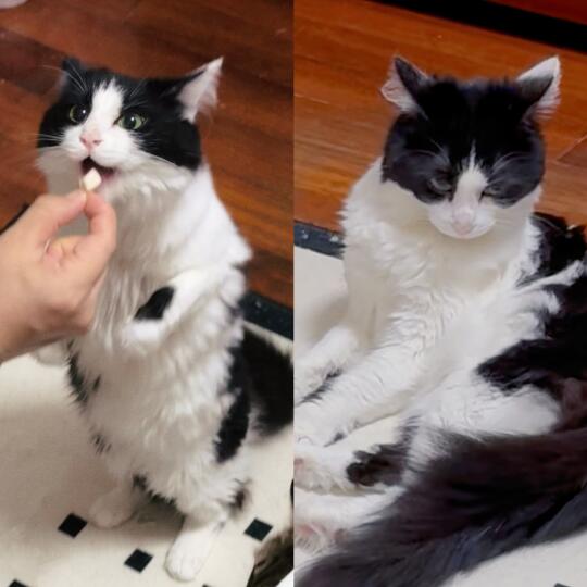 吃零食VS日常 邪恶奶牛猫的两幅面孔
