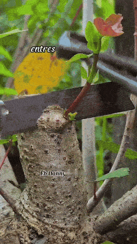 三角梅嫁接小知识
 
1. 核心目的：
- 快速繁殖优良品种。
- 让一棵老桩上