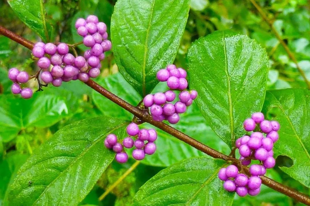 阅景公园随拍紫珠花
紫珠象征着美好、祝福和幸福。它是一种高雅的花卉，具有浓郁的芳