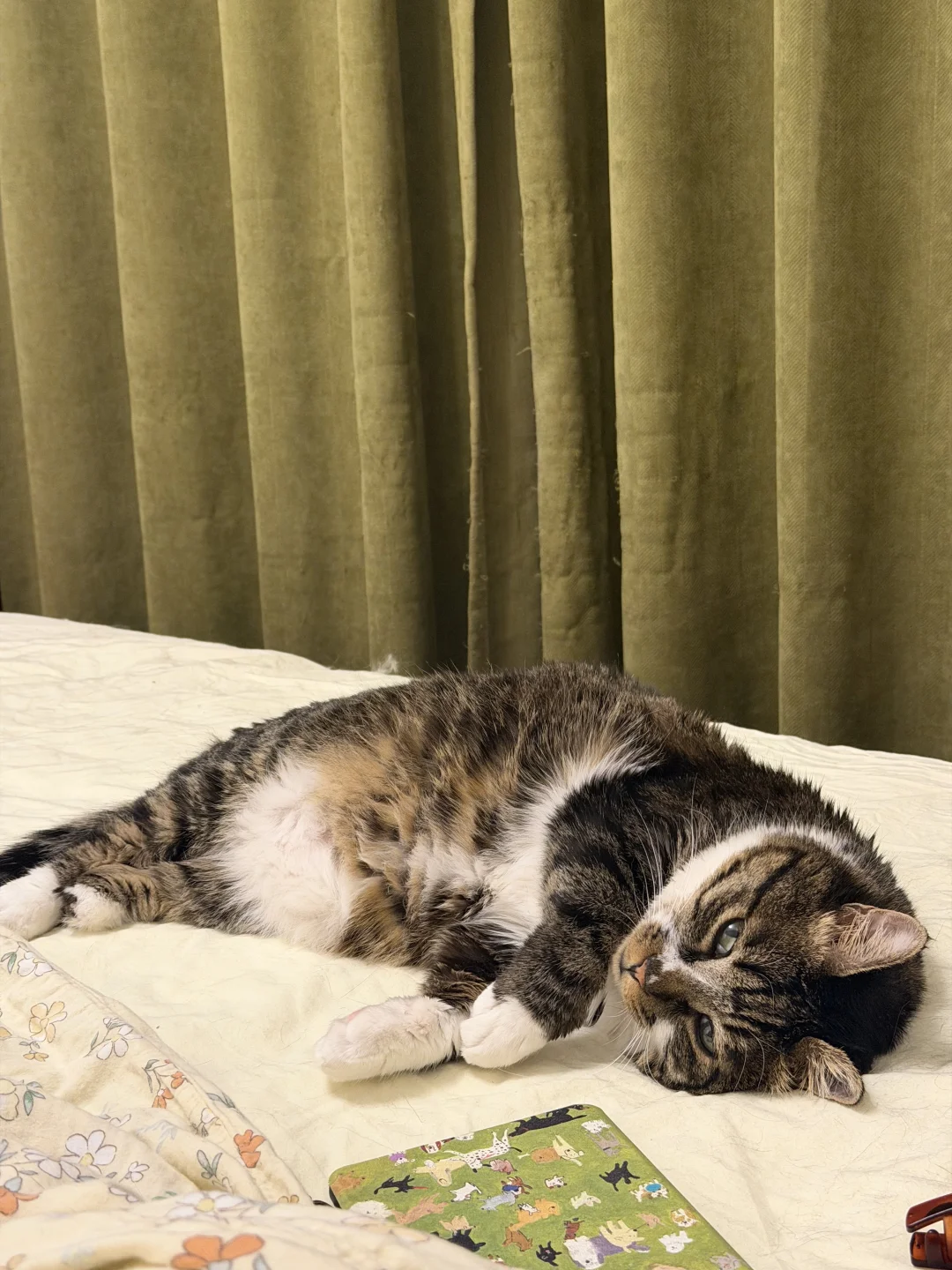 健康小猫就是这样吃出来的！