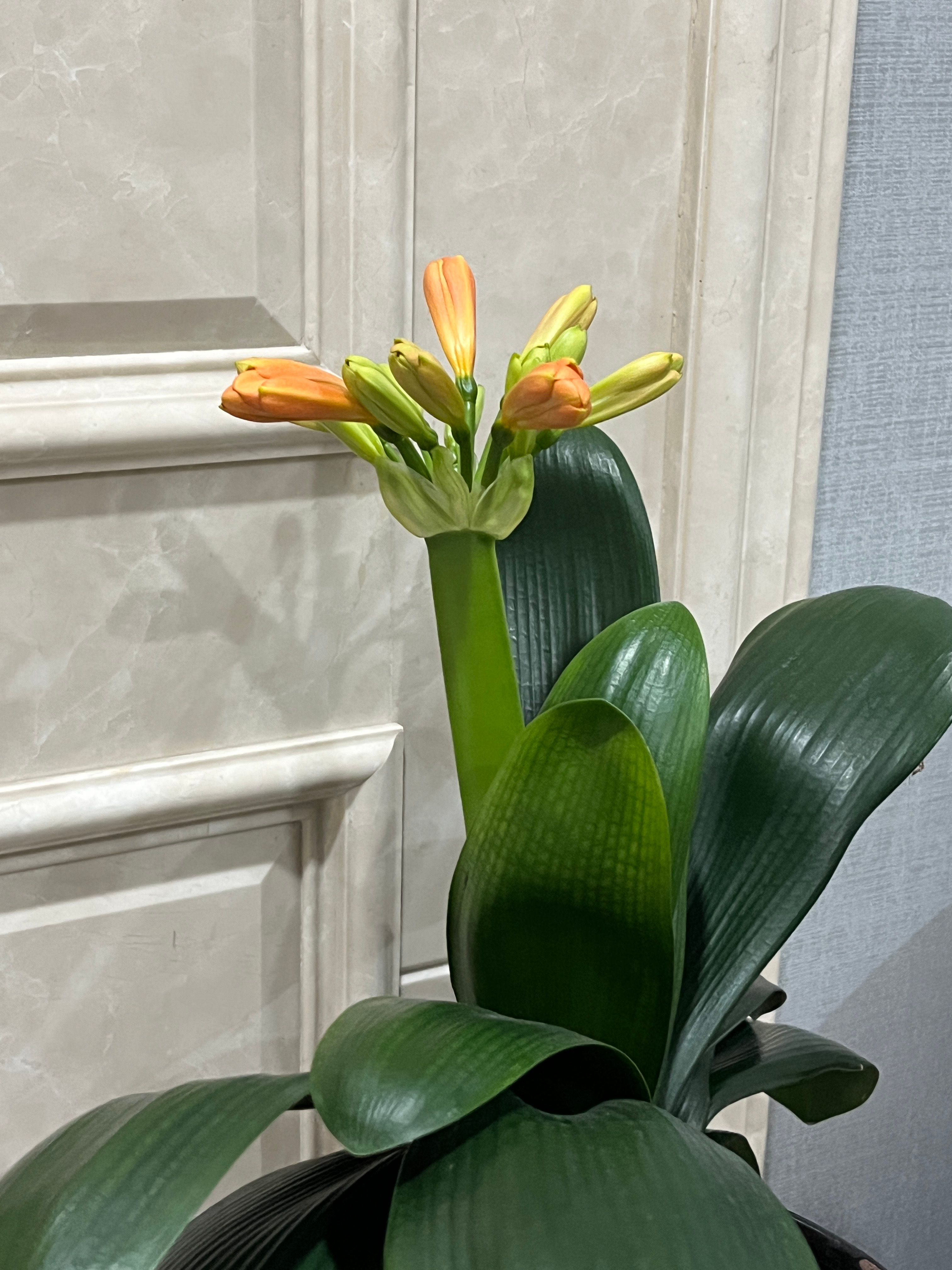 爸爸种的花要开啦（爸爸说他希望退休后能在我自己家里种菜给我吃，不行的话他就自己去