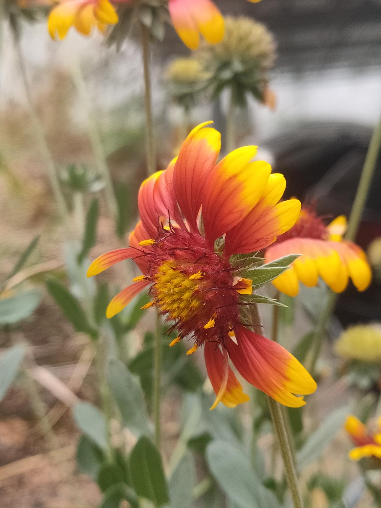 发一张你相册最近拍的花
