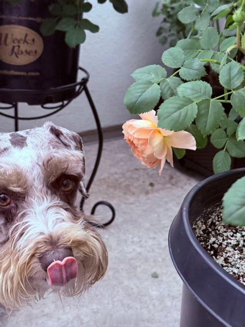 人云秀色可餐 吾称与我何干  乖妈摄影 
