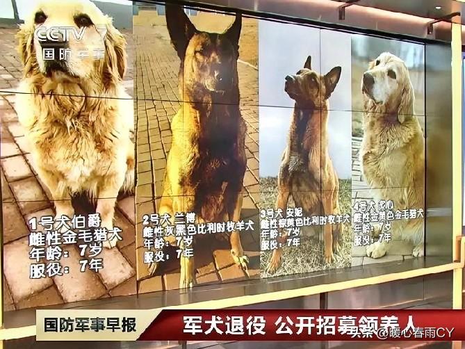 超暖心！4只服役7年的功勋军犬正式开放领养啦～

它们都是7岁成年犬，品种有金毛