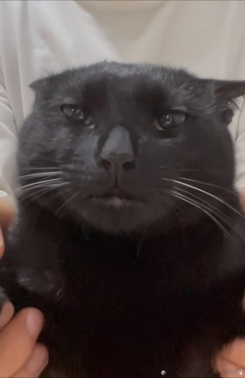 49672【丑猫】懵逼。 