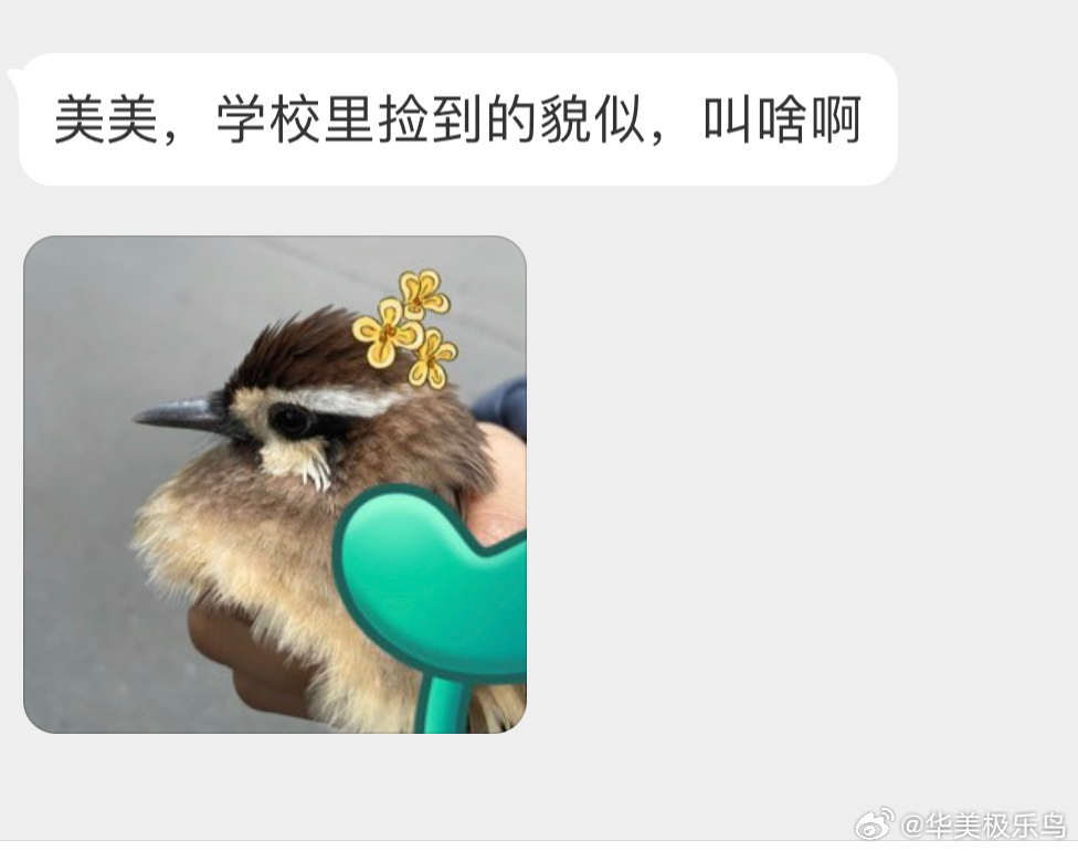 软绵绵的【白颊噪鹛】（把握良鸡 ​​​