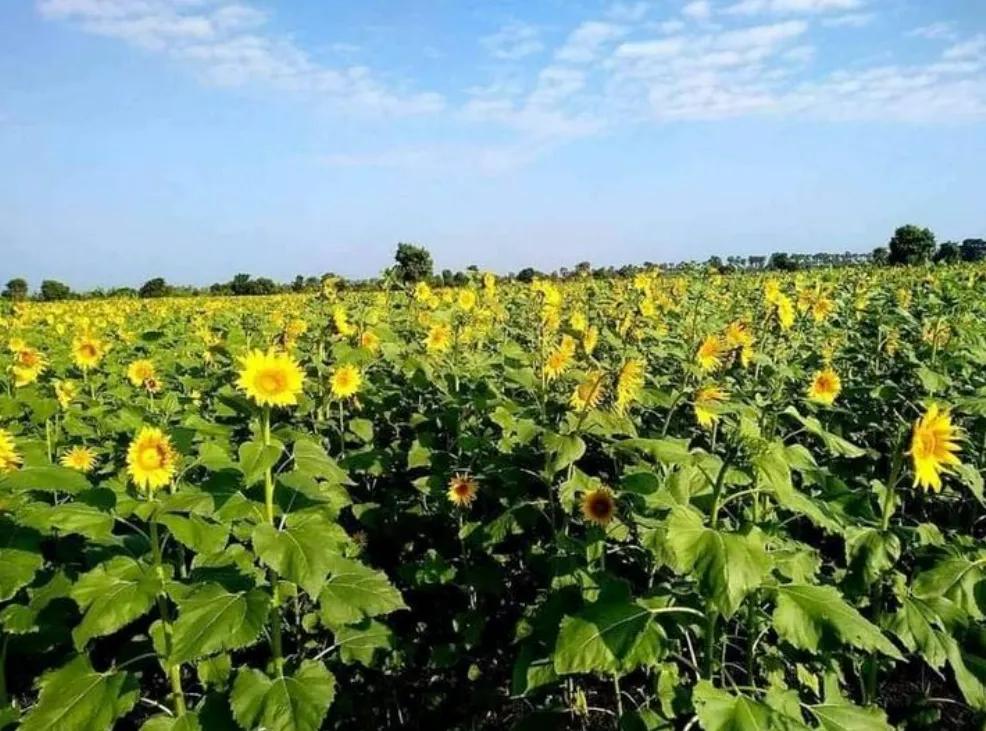 从葵花籽种植农户处获悉，缅甸实皆省蒙育瓦市辖区内种植产出的雨季葵花籽一英亩产出2