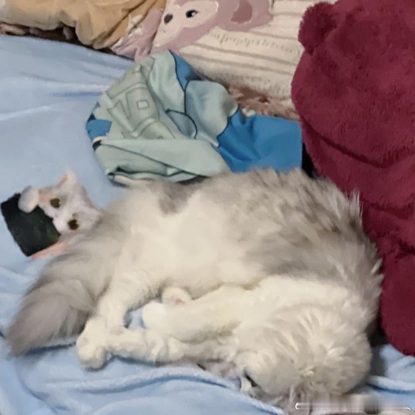 不丢小时候就喜欢用头顶着睡的小丢😺 