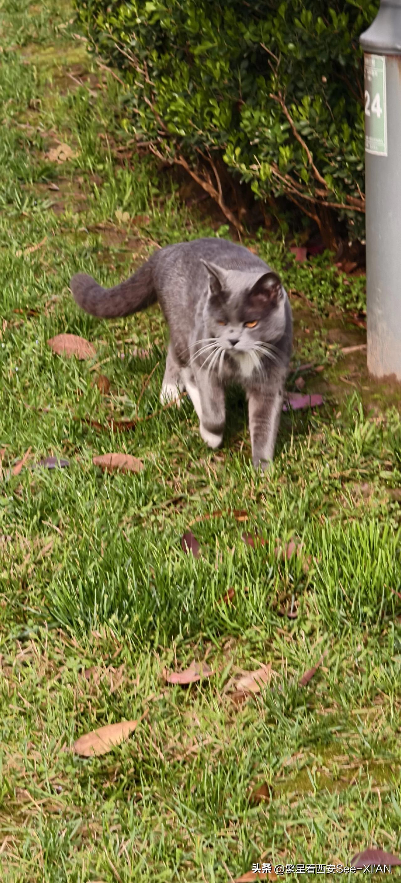 晒图笔记大赛刚才在小区里拍得，一只顽皮的小猫。好玩