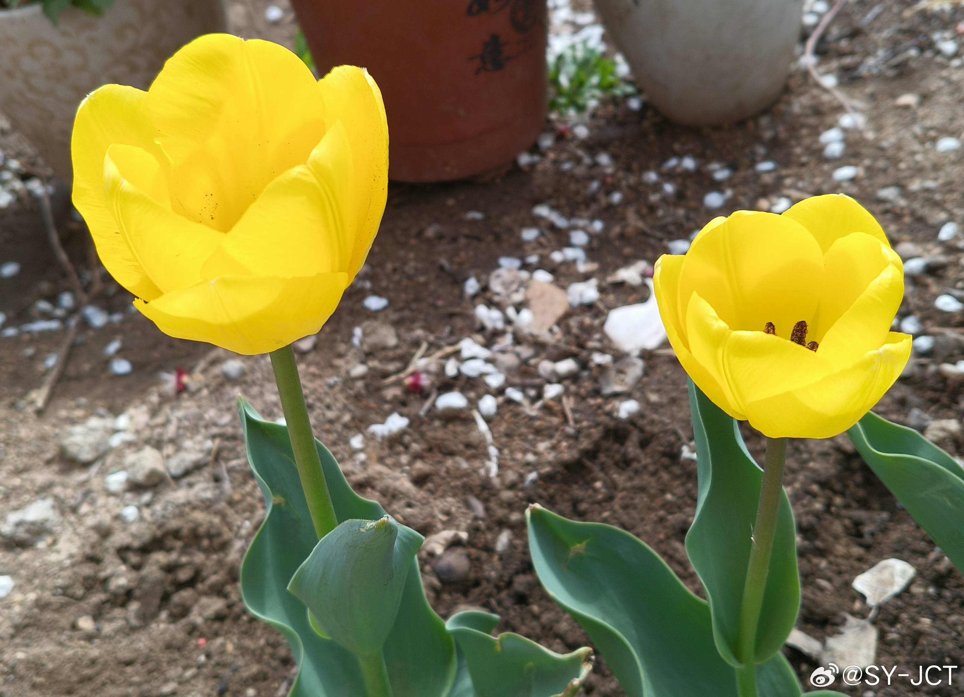 太美了！小炭火🔥的颜色啊！