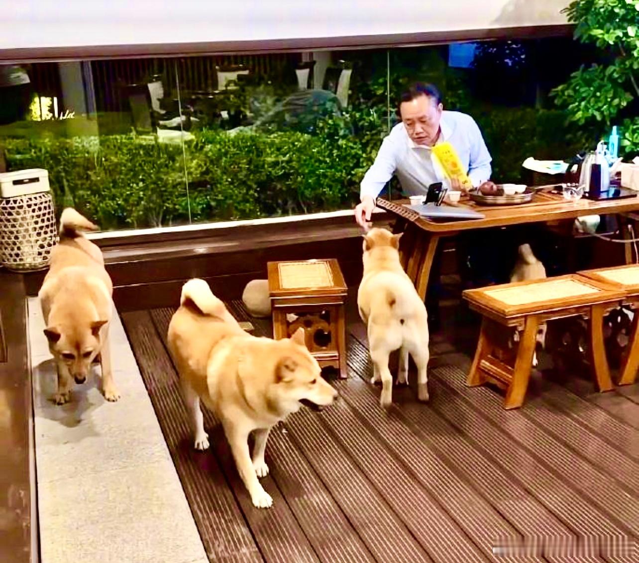 周末愉快……        大佬黄光裕也是阿猫阿狗相伴的生活！这就是人生！网页链