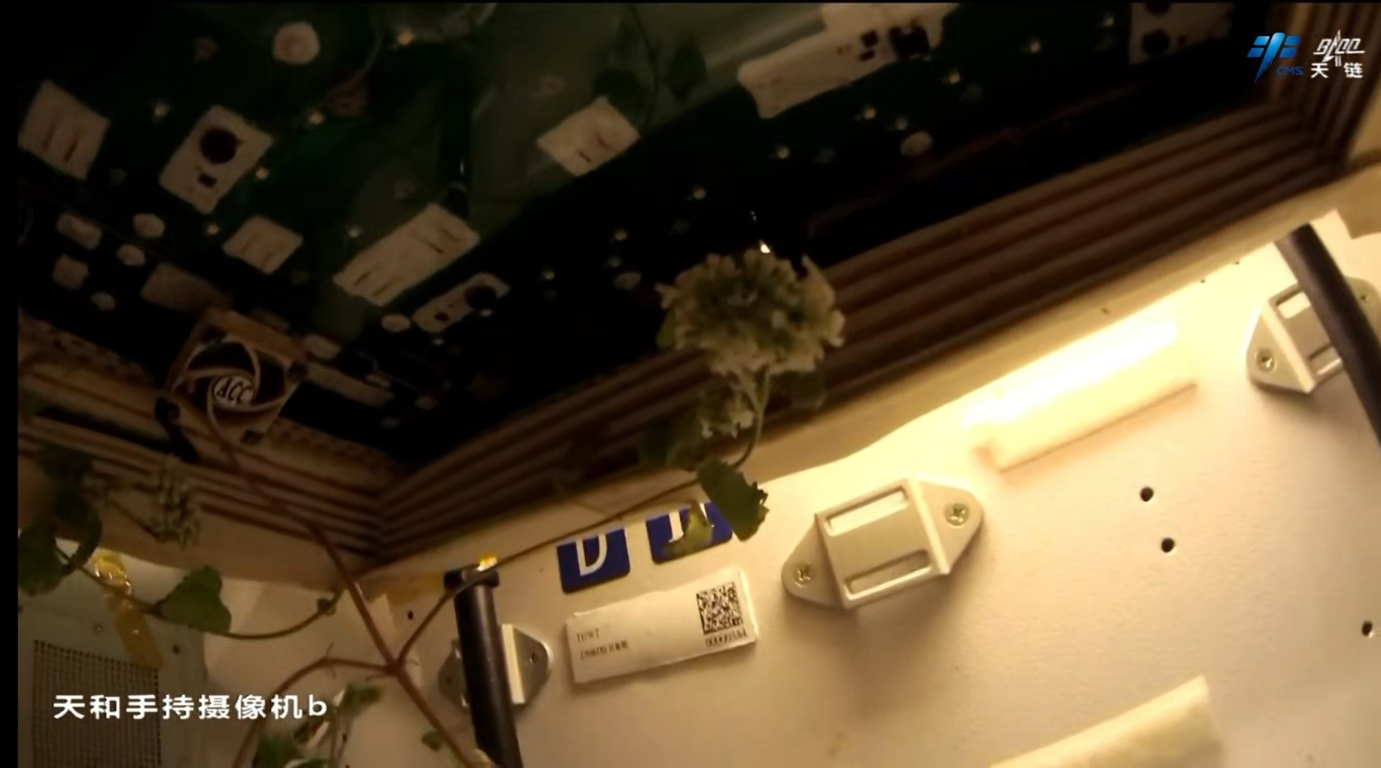 神舟二十二号 航天员最新种植的植物，还开了花。这是种的啥呢？