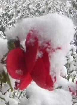 乙巳小寒

        小寒冬月，
        窗野凝霜雪。
     