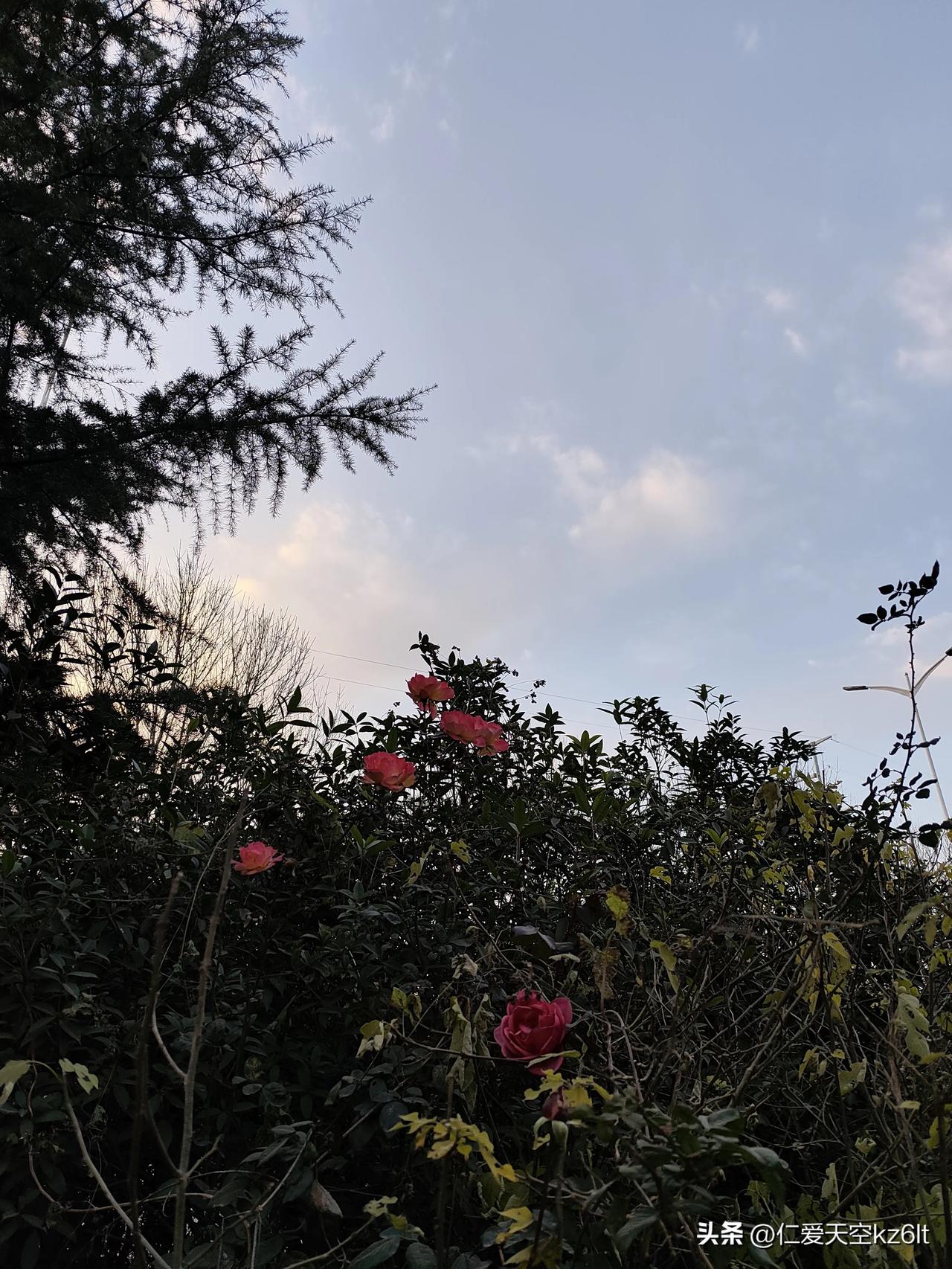 秋天都凉透了，路边花都蔫得差不多了，结果一抬头瞅见这丛玫瑰！
 
粉艳艳的花骨朵