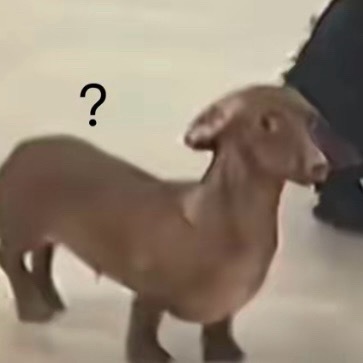 好消息：无泪自拍饭撒了坏消息：撒的是给鸡的饭 