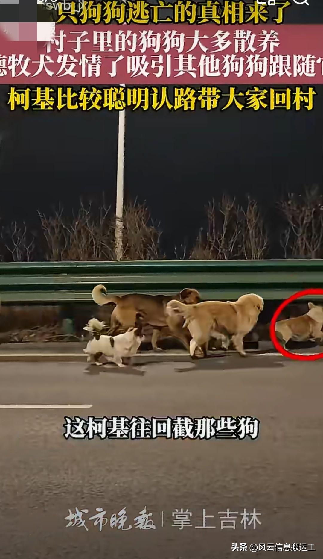 前两天很红的七只小狗结伴逃亡，
其实是母德牧发情了，往外走……吸引了附近6只公狗