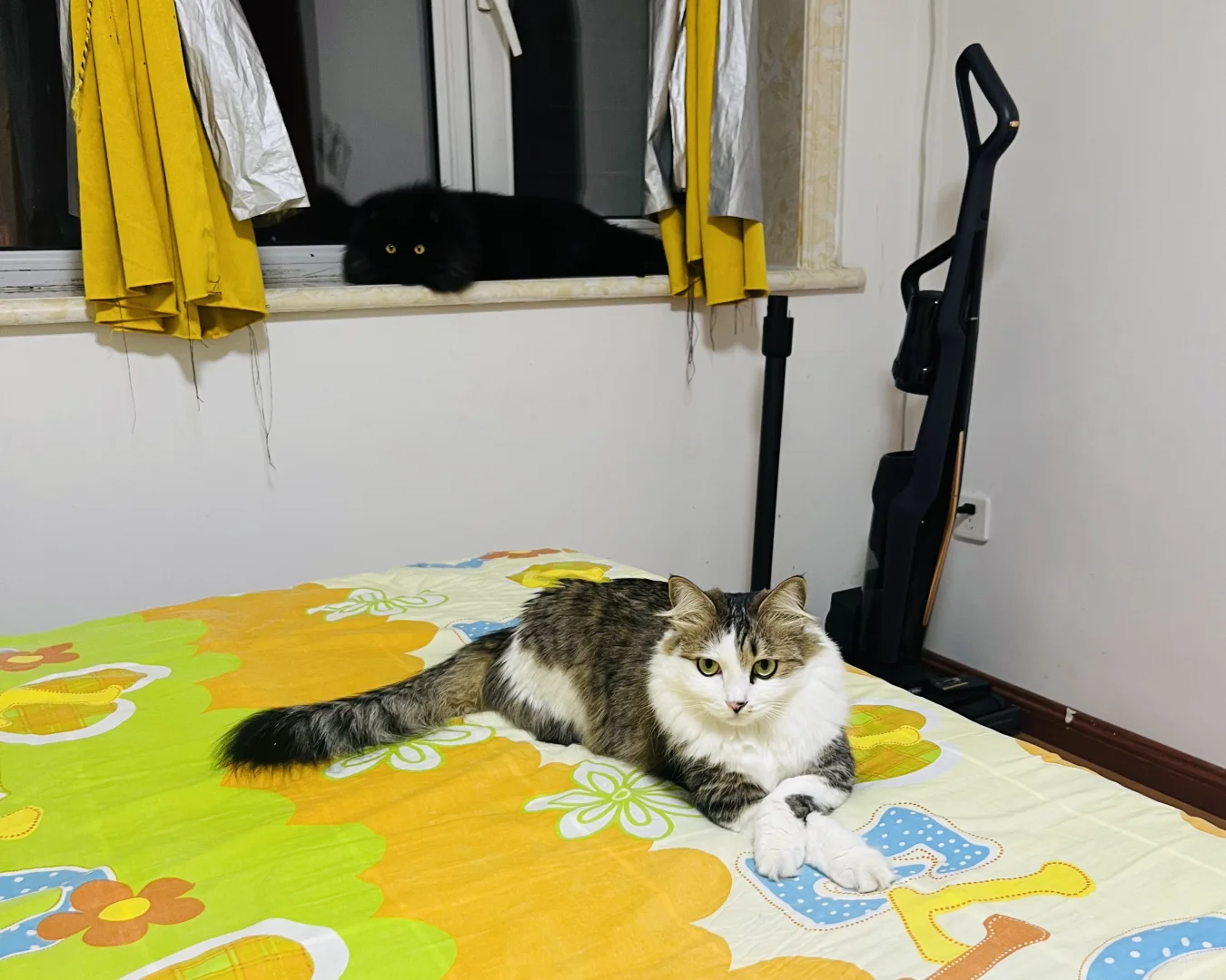 家有纯黑猫猫虫一条