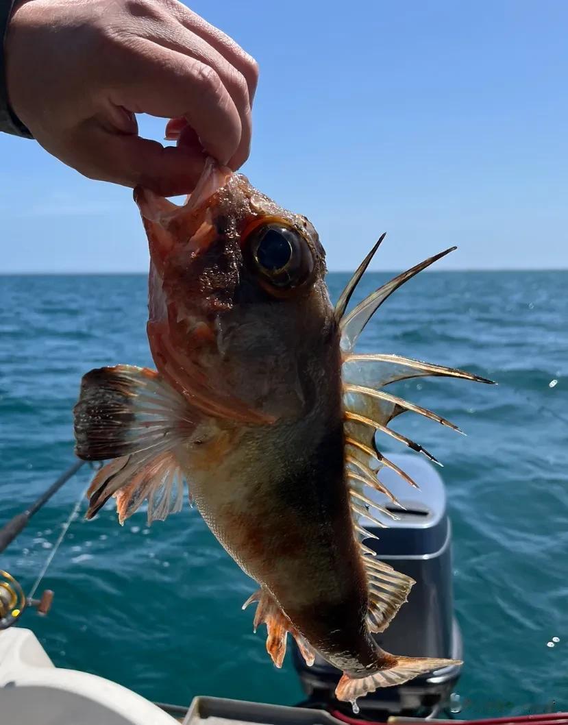 海钓收获！钓到一条漂亮的鱼🎣🐟