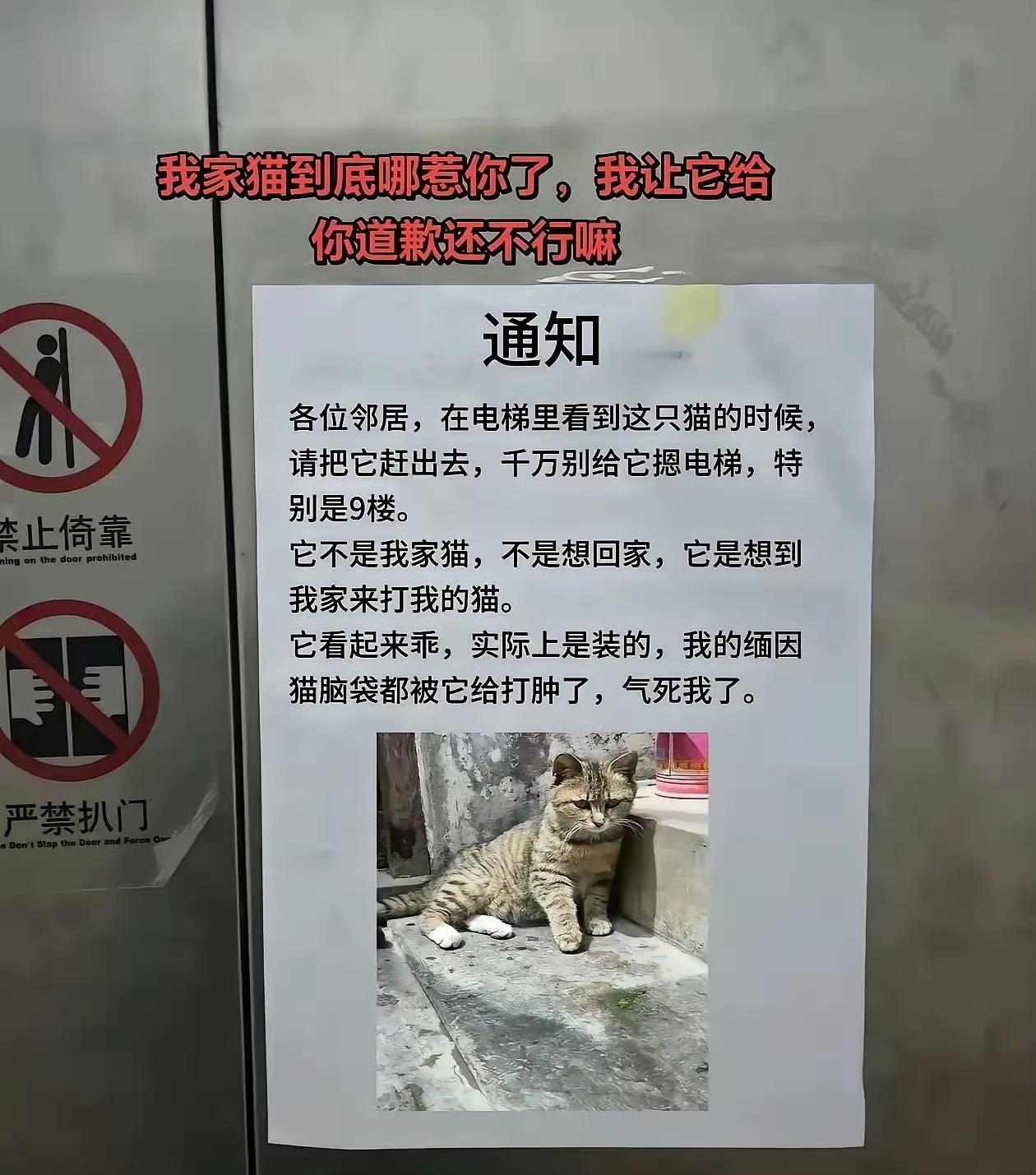 看来这个是智能猫🐱
