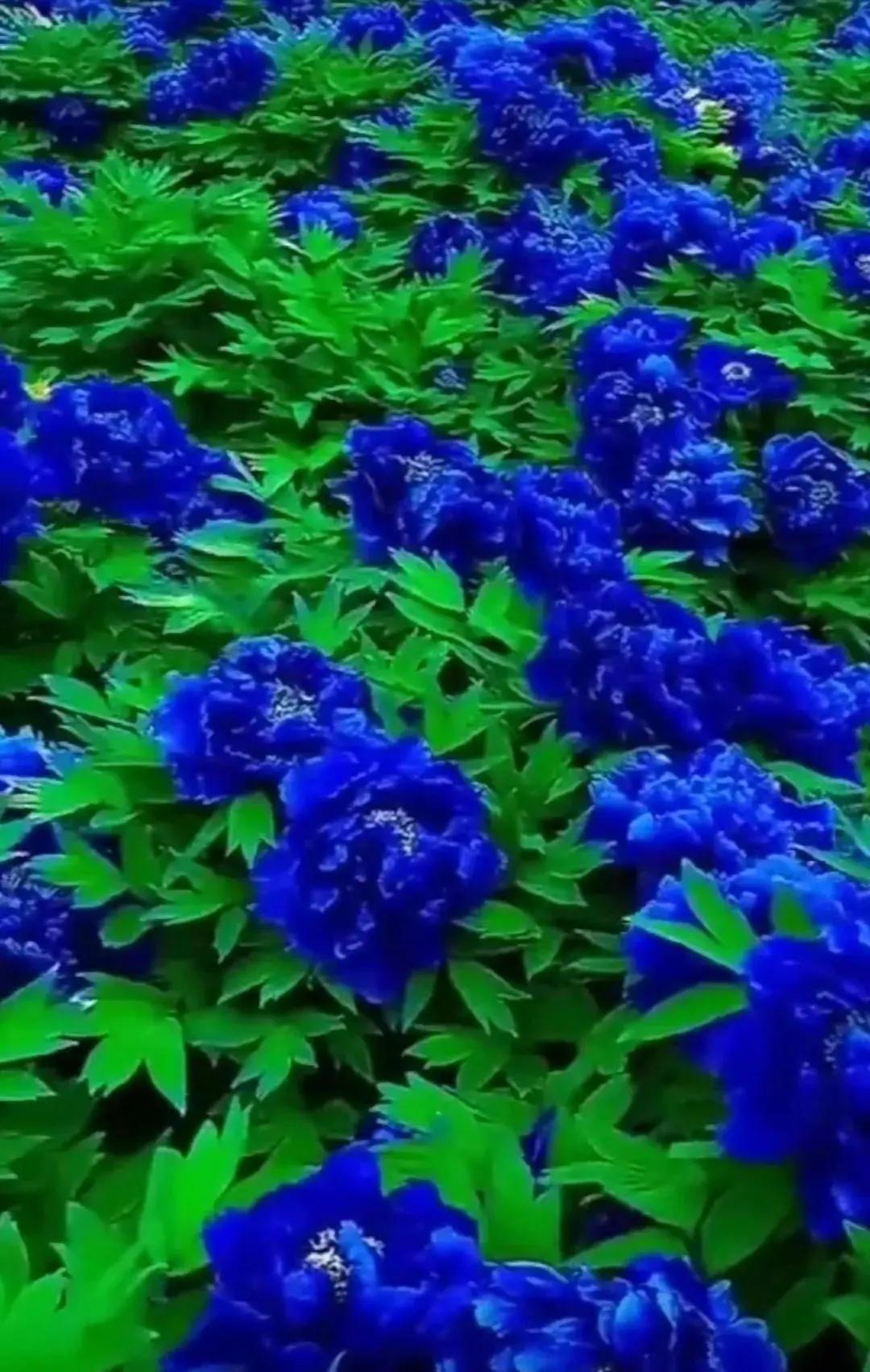 每年牡丹开放时都会有人发出假花图片蒙骗百姓，害得老夫年年出来打假。图一是假蓝牡丹