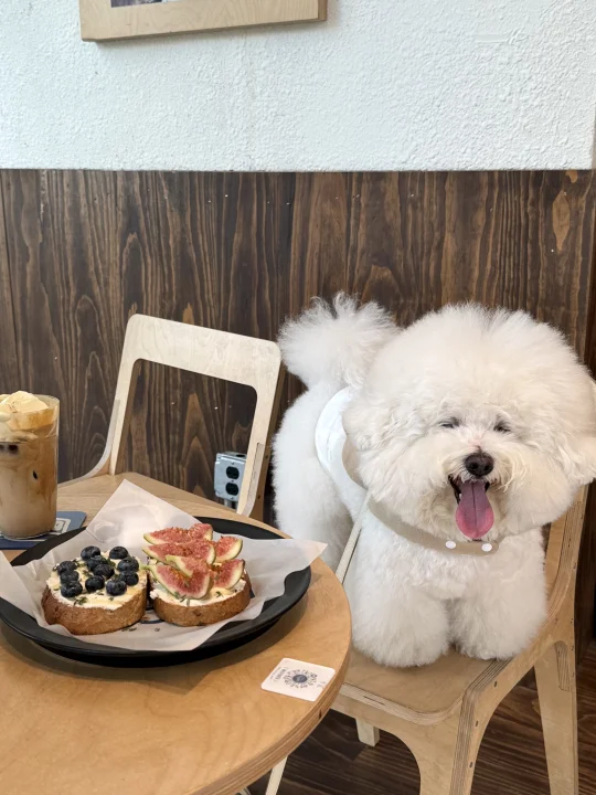 小狗日记🥤│ 宠物友好咖啡店