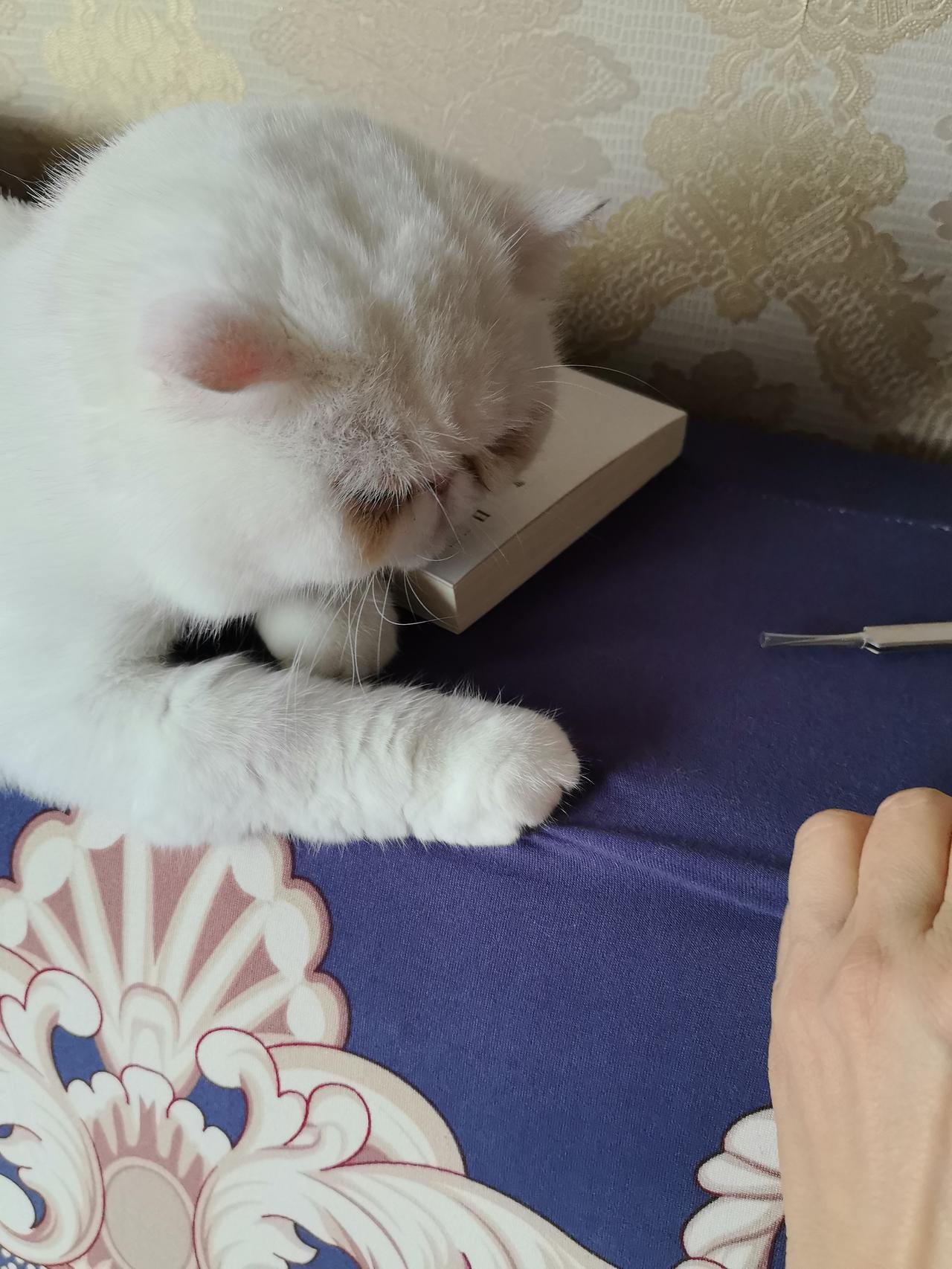 小猫不吱声肯定在捉妖
也不知道垫子上有啥
一动不动还压着一本书打盹小猫 阳台上的