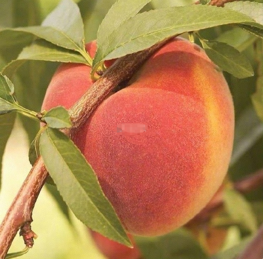 看到的88秒内接这只幸运桃子，8天内好事发生 🍑 ​​​