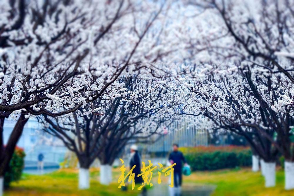 春寒料峭杏花俏，雨中赏花添诗意！3月14日，一场冷空气携春雨悄然造访泉城，位于经