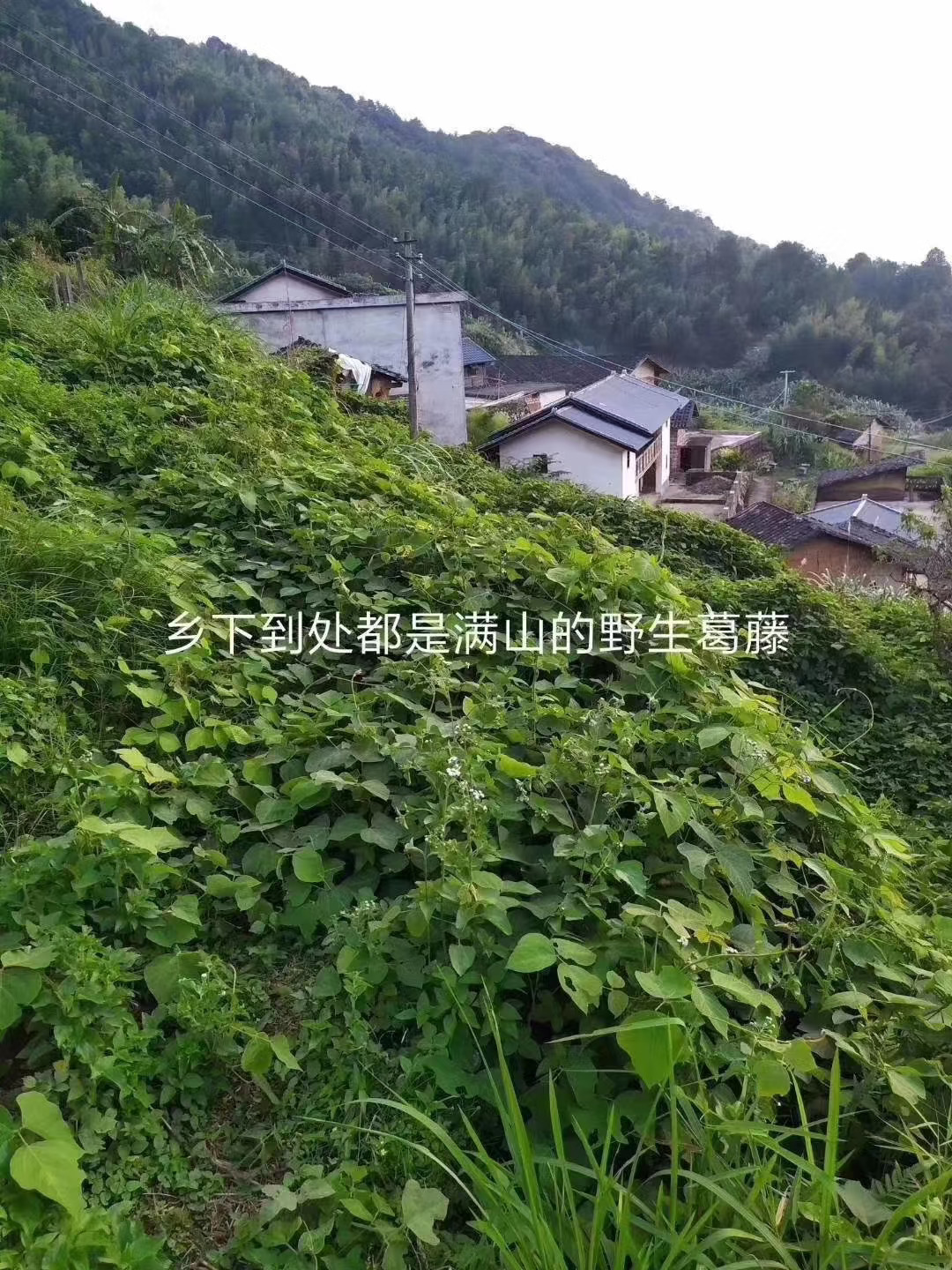 纯正野生葛粉 清腻解热，祛痰止咳，降血糖，保护心脑血管健康；祛痘，喉咙...