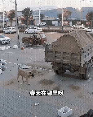 心态真好，差一点丢掉狗命，竟然没有一点怨言～[作揖]