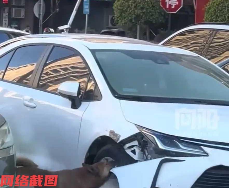 广东广州有车主在开车时，对着车前的两条狗鸣了两下喇叭。

可让车主没有想到的事，