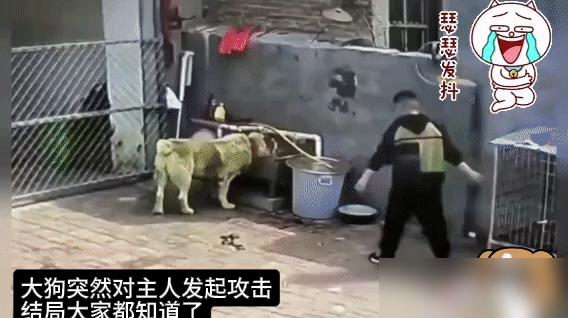 原本温顺的大狗突然性情大变，猛地扑向主人，狠狠咬破主人胳膊，伤口流血不止。

我