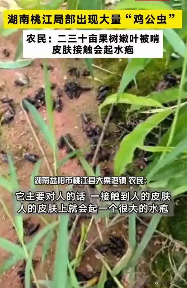 “半天啃光一棵树”！湖南益阳，桃江县大栗港镇近期因干旱气候遭遇了“鸡公虫”的侵袭
