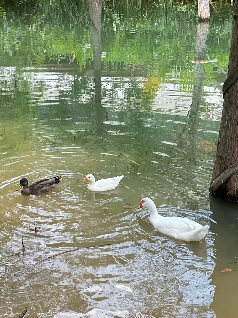 俗话说，“热在三伏”，三伏天是一年当中气温最高、湿气最重、最潮湿闷热的天气。高温