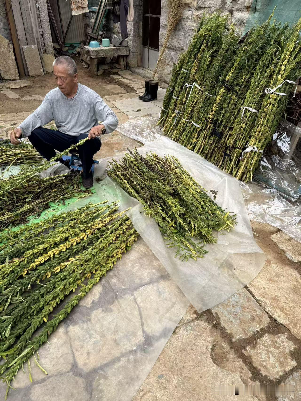 公公今年开荒种的芝麻又大丰收了，婆婆给我发来了一张照片，公公正在收芝麻。
去年公