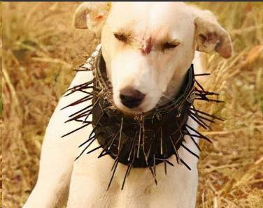 为什么狼会害怕牧羊犬？藏区的牧民在放牧的时候，都会在牧羊犬脖子上套上防狼项圈，并